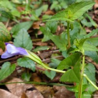 Torenia cyanea Alston